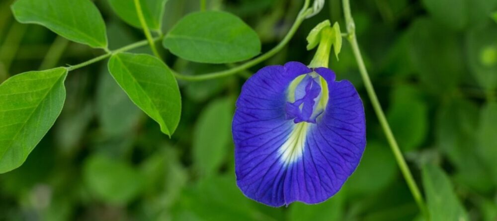 butterfly pea powder centralsun