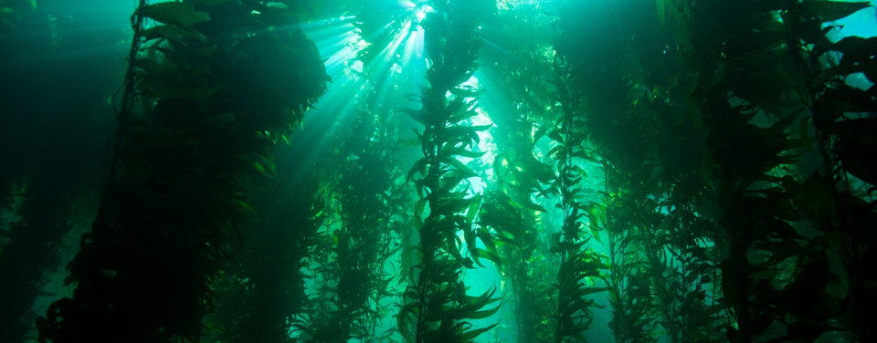 Økologisk kelp flager centralsun