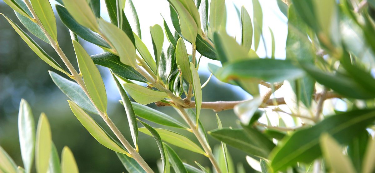 oliivilehe ekstrakt epigenetis centralsun vimergy