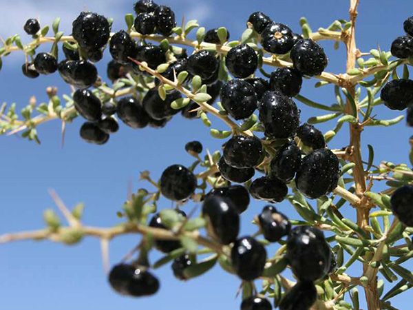 Powerful goji berry powder – vitamins straight from nature