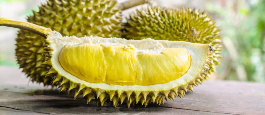 Freeze-dried durian powder: what is it and how to use it? | Centralsun.com