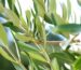 экстракт листьев оливы epigenetics centralsun vimergy