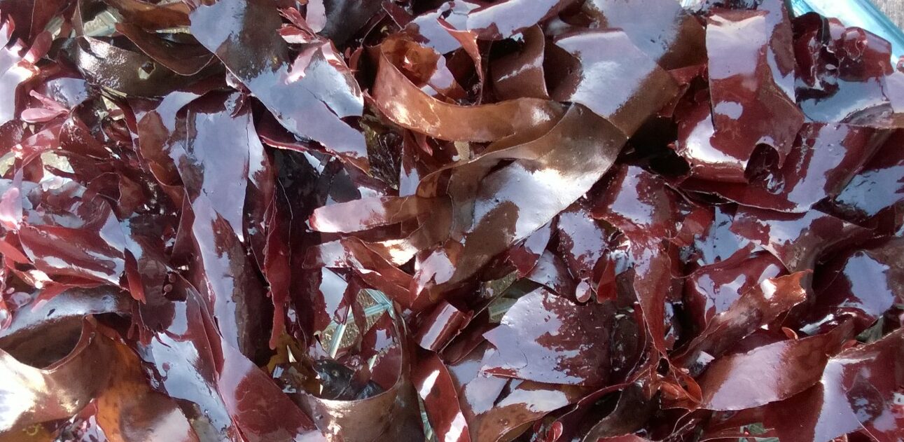 Organic Atlantic Dulse Seaweed Centralsun