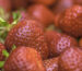freeze-dried strawberry pieces centralsun