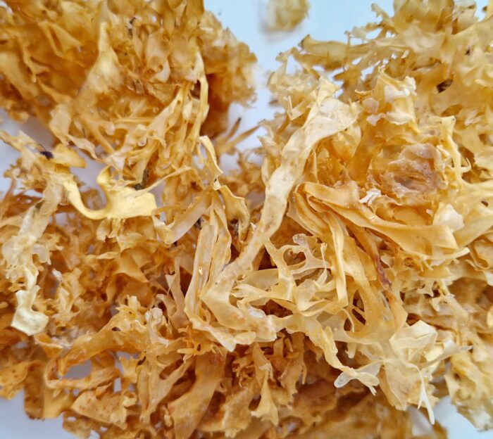 Organic Irish sea moss seaweed - wild harvested - from west coast of Ireland - Centralsun