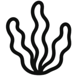 Vetikad