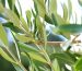 olive leaf extract epigenetics centralsun vimergy